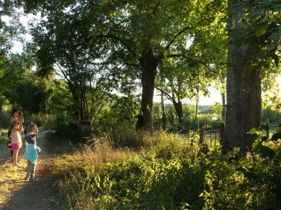 Parc National de forêts : l’appel de la forêt